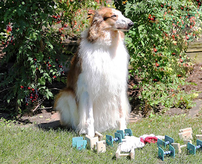 Top Obedience Borzoi 2022